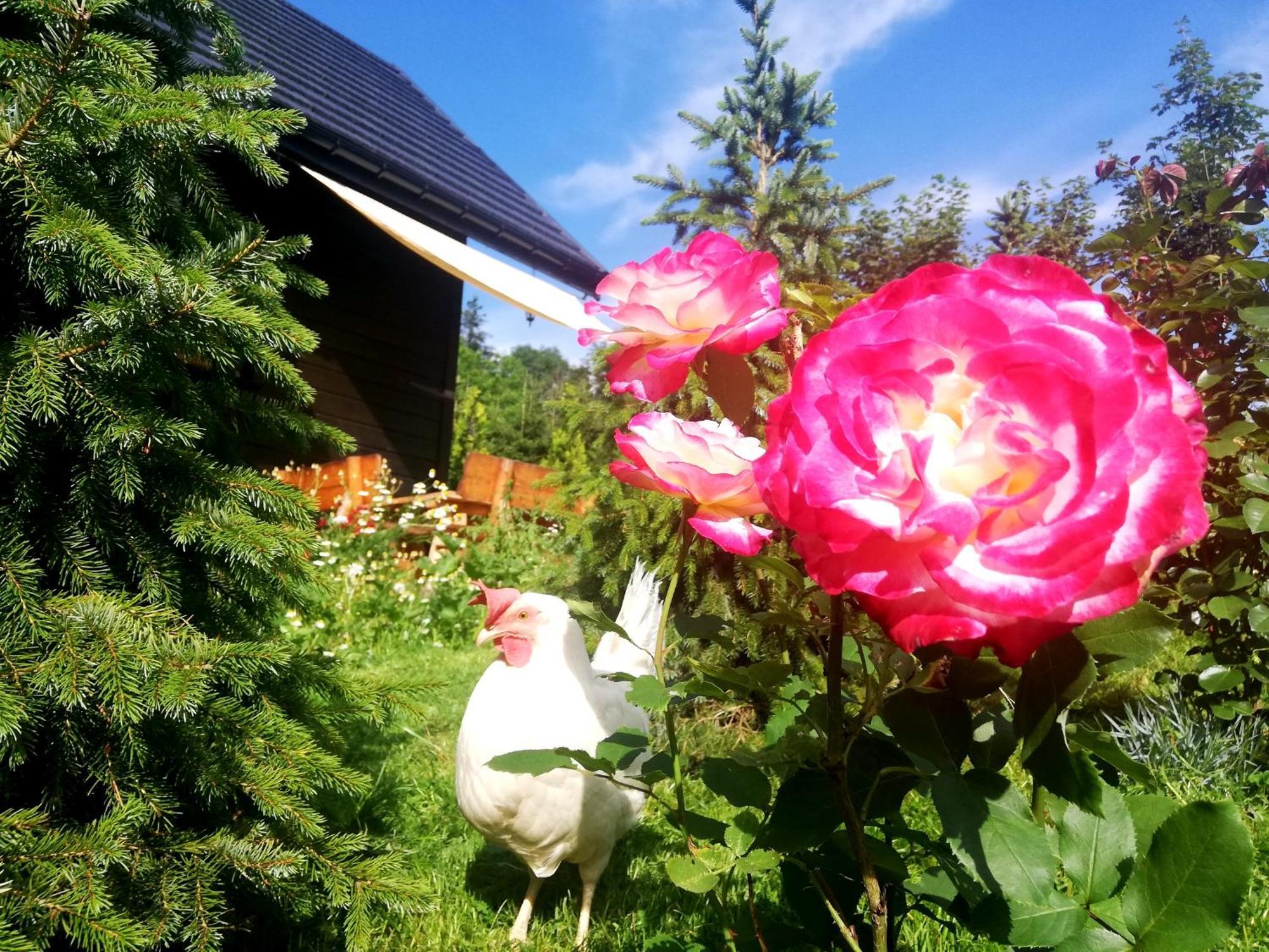 Beskidzka Ostoja Koszarawa Pokoj fotografie